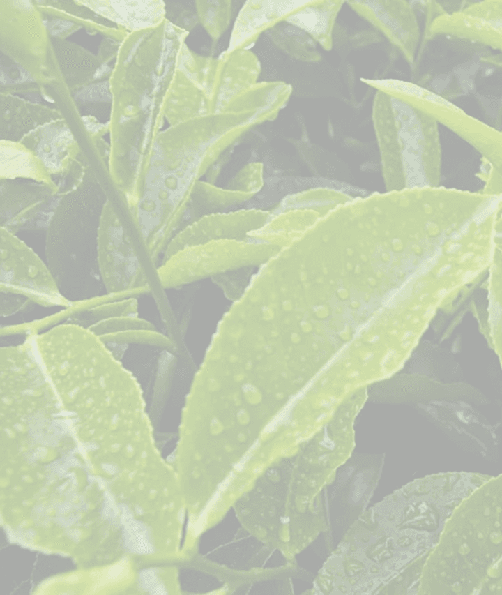 Tea Leaves